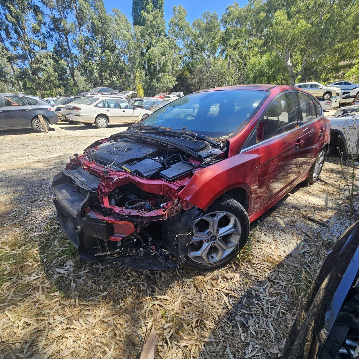 Ford Laser, Focus and Fiesta in the yard, photo 7 of 15